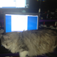 Illustration for article titled Look At These Game Developers Do Normal People Things Like Cuddle Their Pets